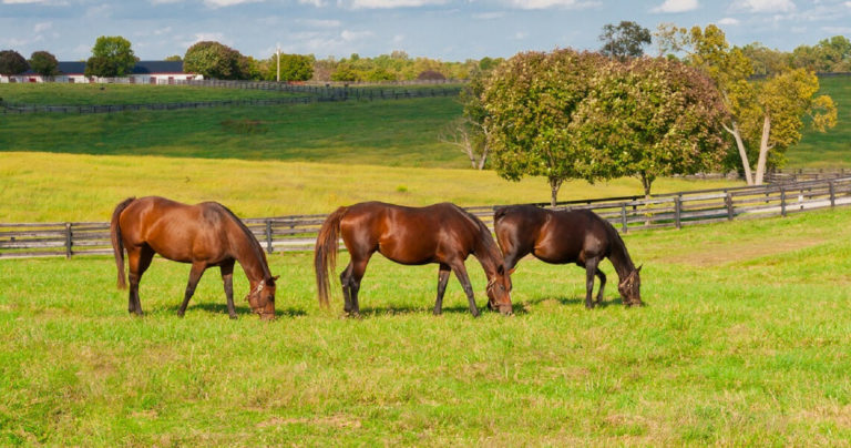 Are grass clipping safe for my horse to eat?