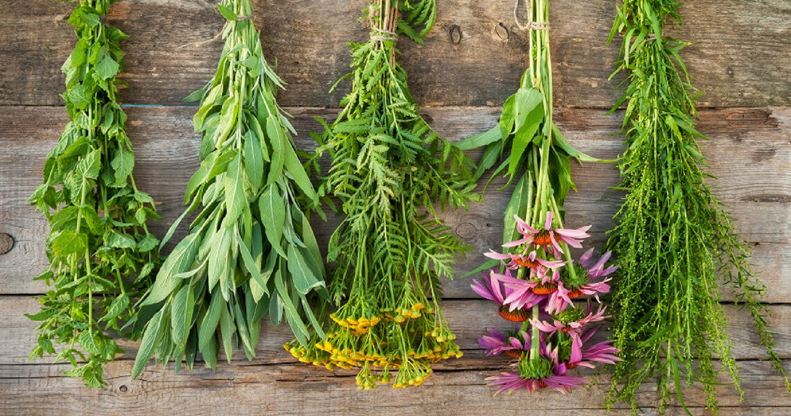 How herbs benefit horse and rider