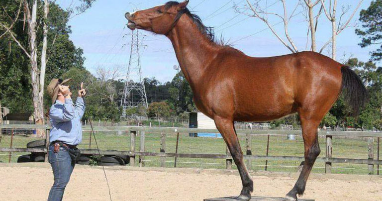 Clicker Training – How to Click with your Horse