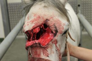 Gruesome photo of a horse accident