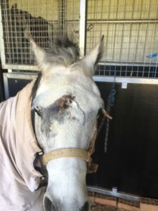 Horse recovering from paddock accident