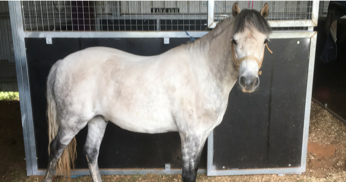 My horse pulled through (and yours could too). A story of hope following a paddock accident.