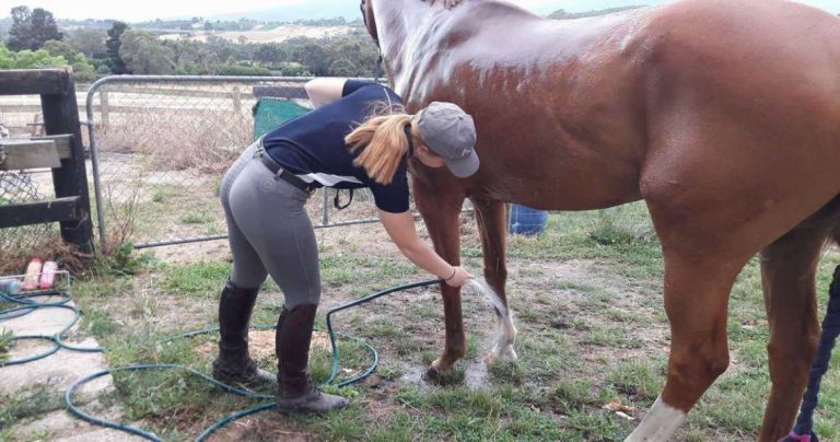 How to care for your horse after a cross country round