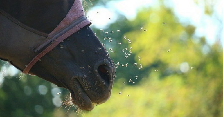 Skin Irritations in the Horse