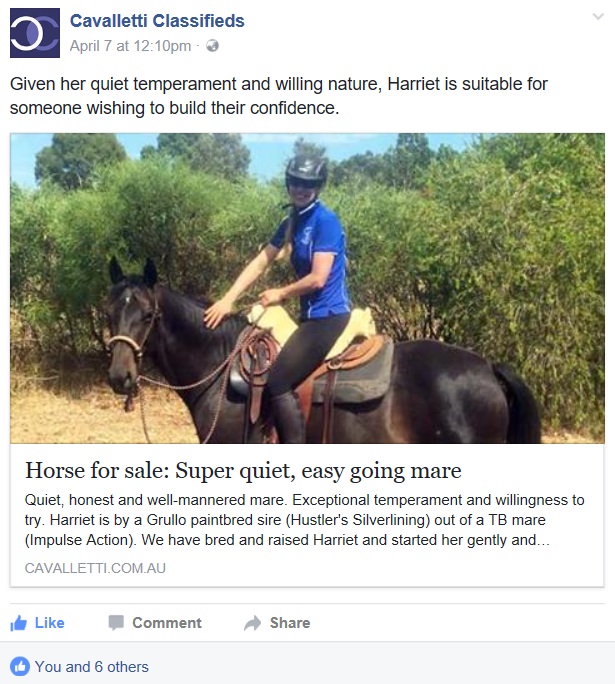 Example Facebook post to sell a horse within the rules