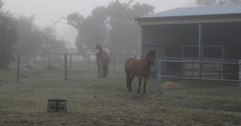 Having trouble finding buyers for your horse?