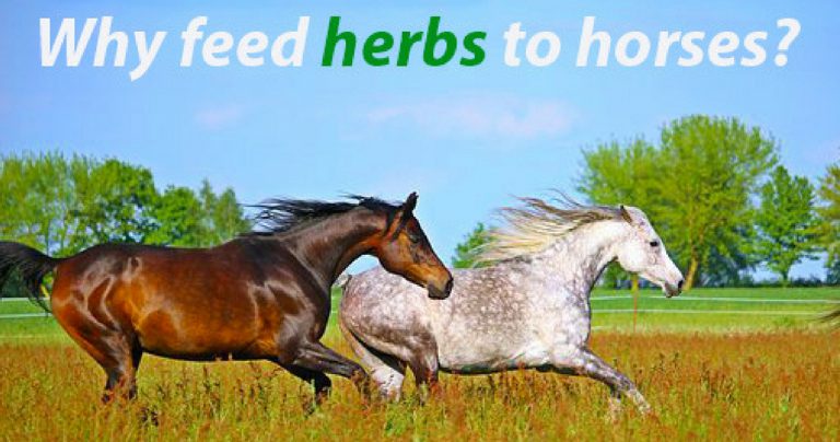Feeding herbs to horses: the Dodson & Horrell range