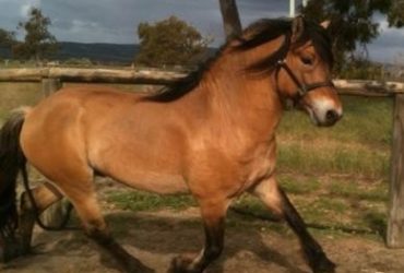 Impressive Highland Pony Stallion at stud