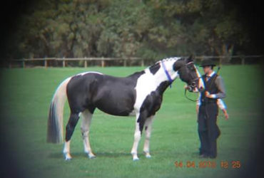 Emir imported Dutch warmblood Tobiano licensed AWHA  STUD SPECIAL$1200.00 until 30th september