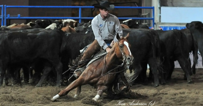 The Australian Quarter Horse