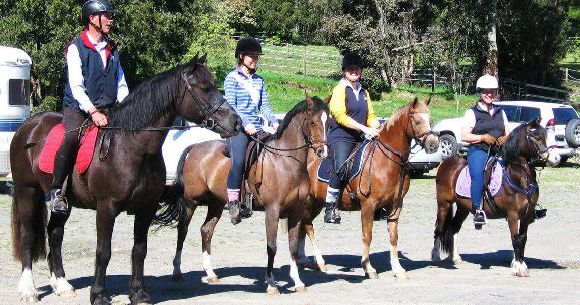 Welsh Ponies and Cobs