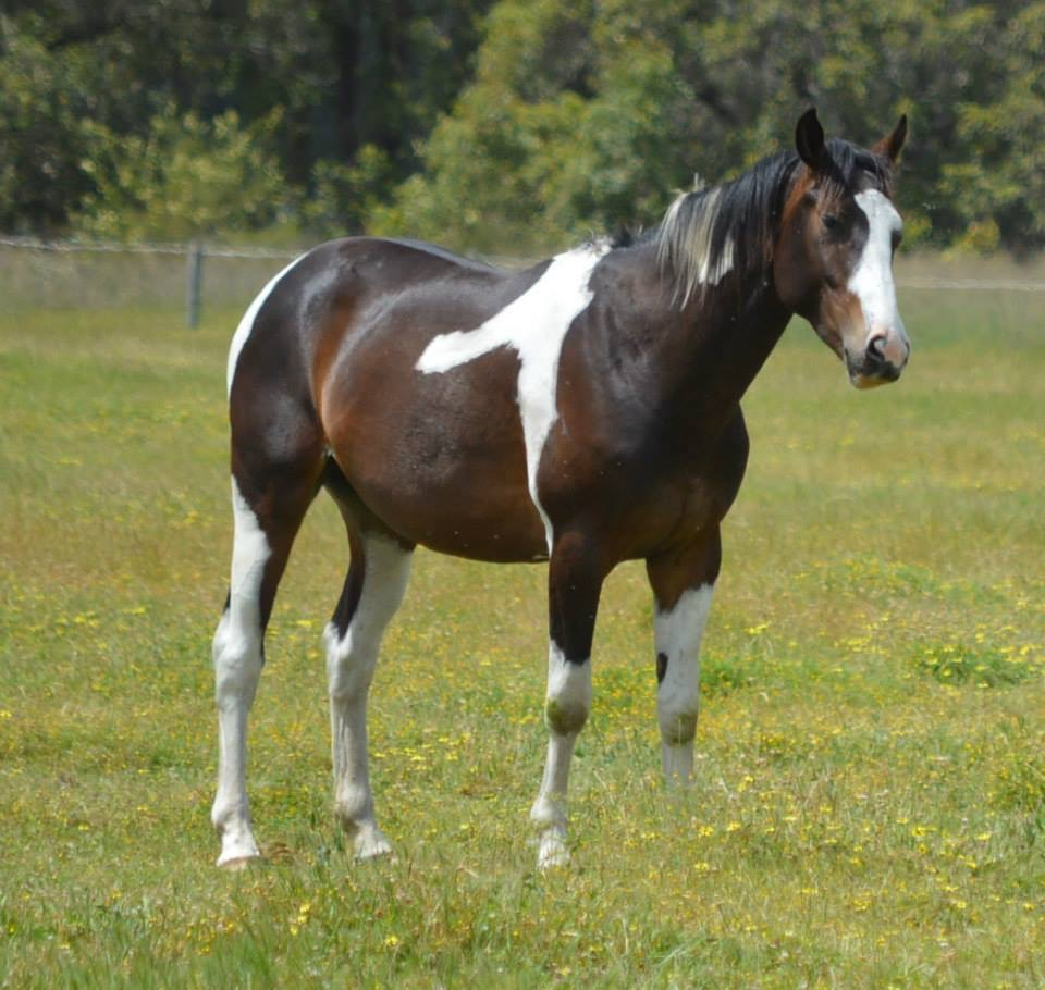 Emir imported Dutch warmblood Tobiano licensed AWHA  STUD SPECIAL$1200.00 until 30th september