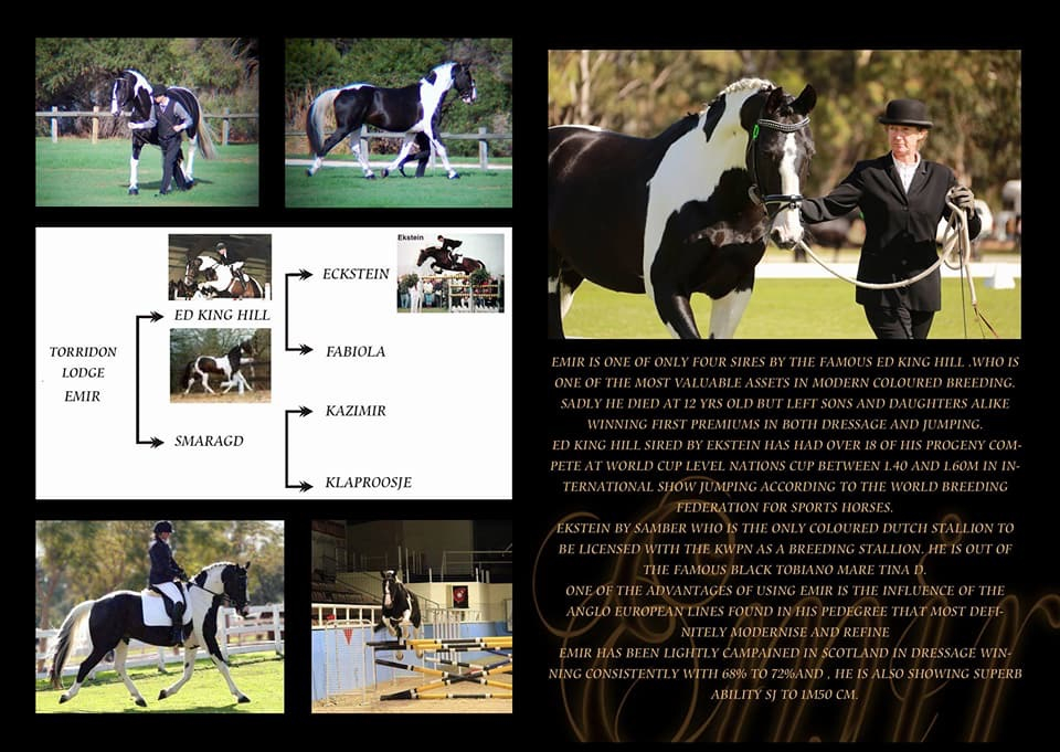 Emir imported Dutch warmblood Tobiano licensed AWHA  STUD SPECIAL$1200.00 until 30th september