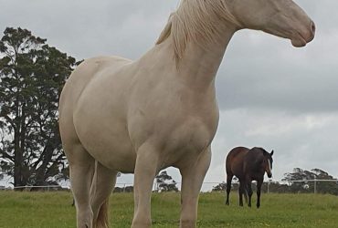 Quarab/TB cremello filly