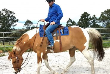 Stunning Western pleasure/hunter under saddle paint