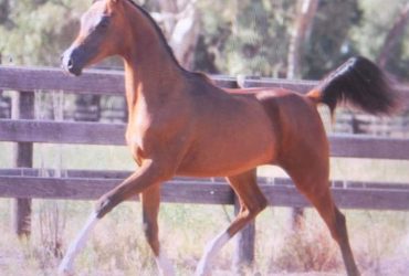 Stunning Arabian Gelding