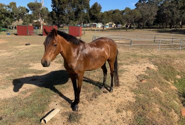 Gorgeous riding pony