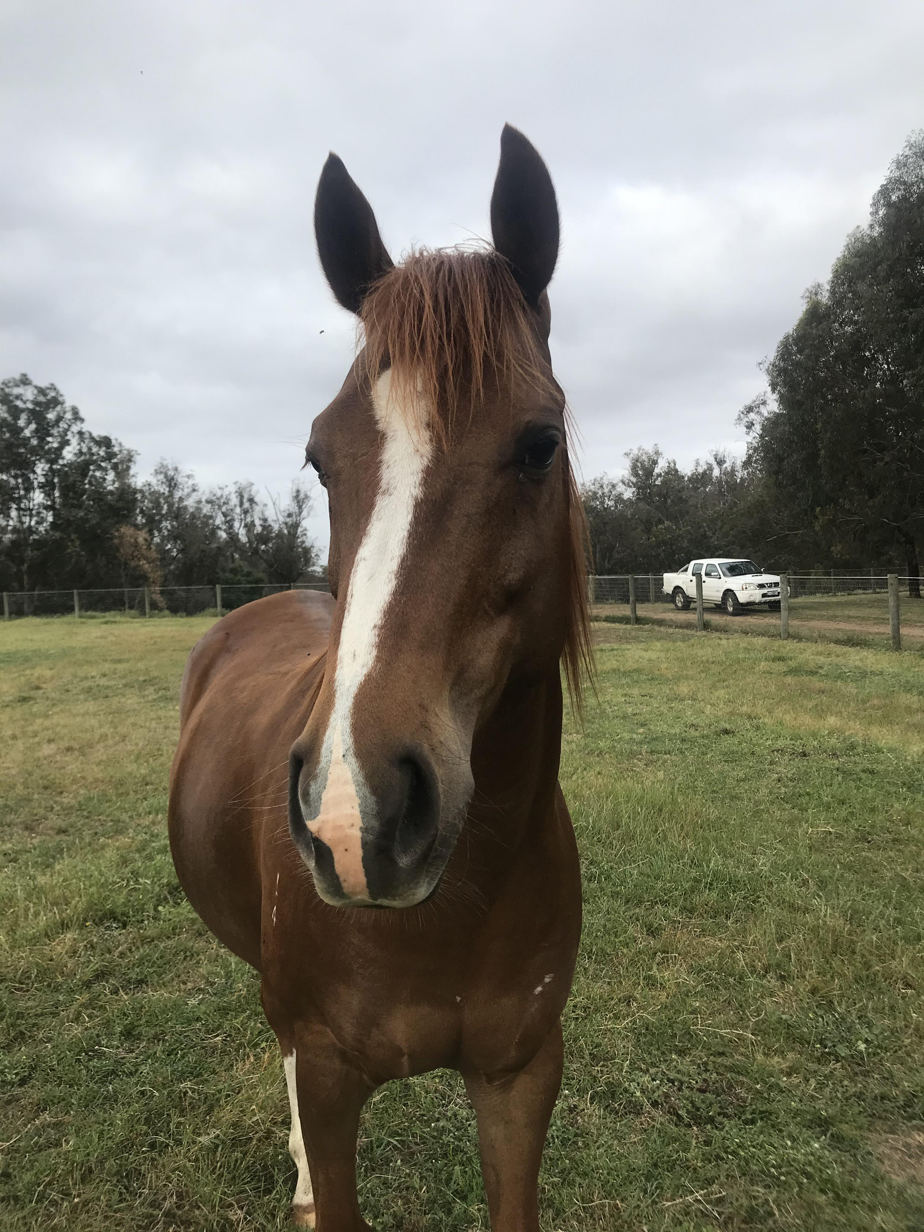 5yr old Anglo Arab  Cavalletti Equine Marketplace