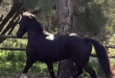 Welsh Cob ” section D”
