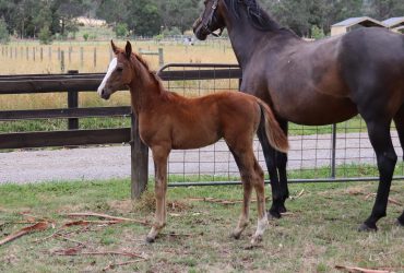 Lusitano x Warmblood