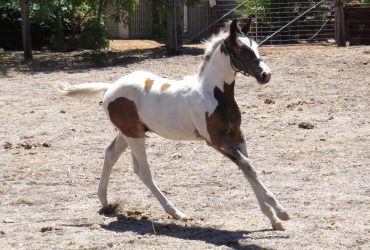 Stand out in the eventing crowd!