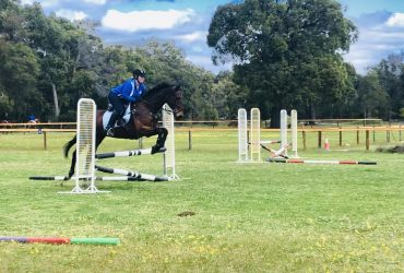 Eventing Schoolmaster and Confidence Builder