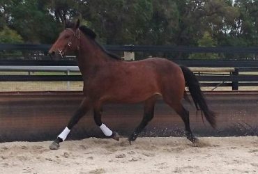 Cleveland Bay Mare In Foal