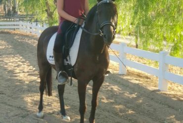 Oakvale Serenade 5yo pony gelding 13.1hh