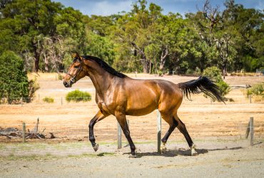 Beautiful Dutch x Trakehner 3yr old 17 hh gelding