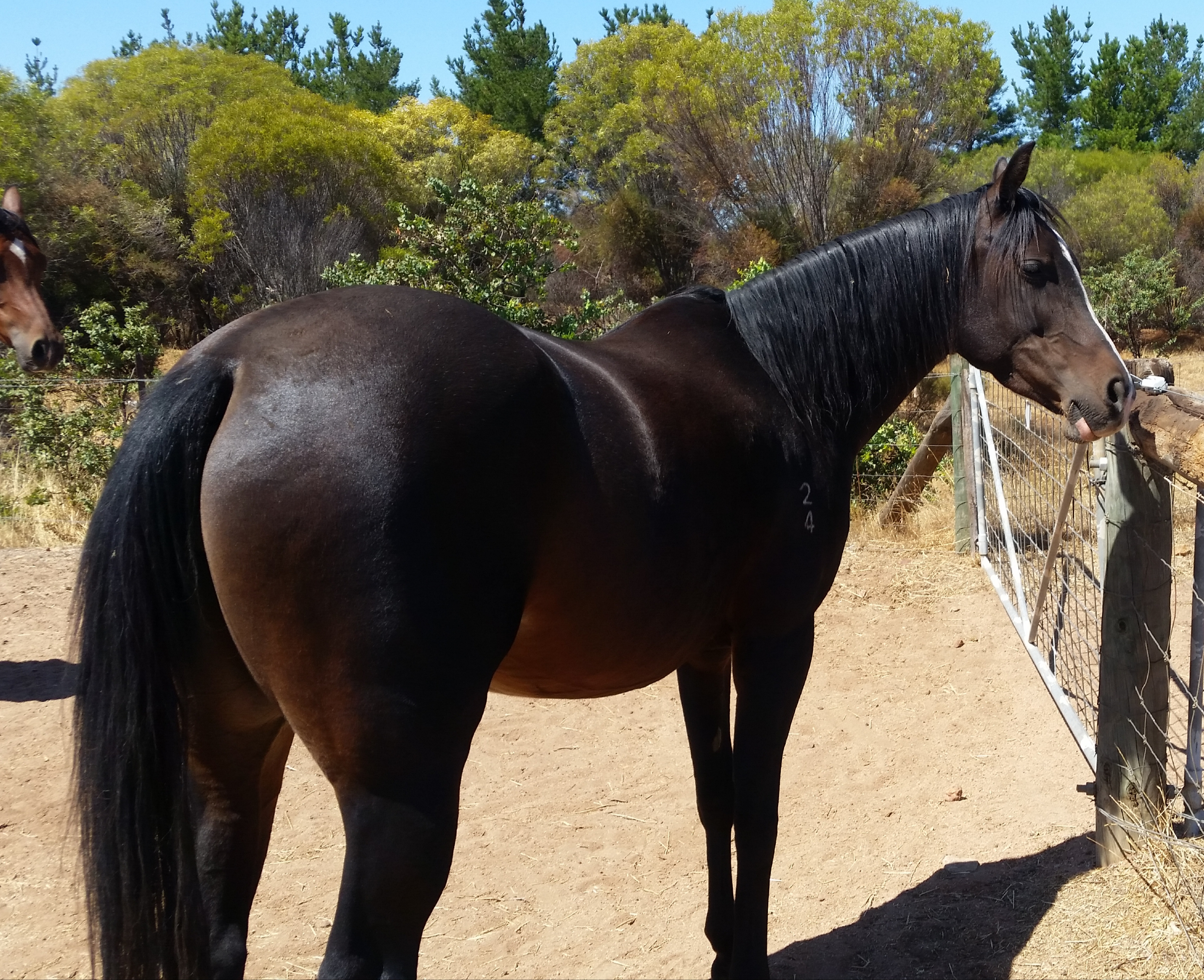 quarab mare ready cavalletti adventure horses
