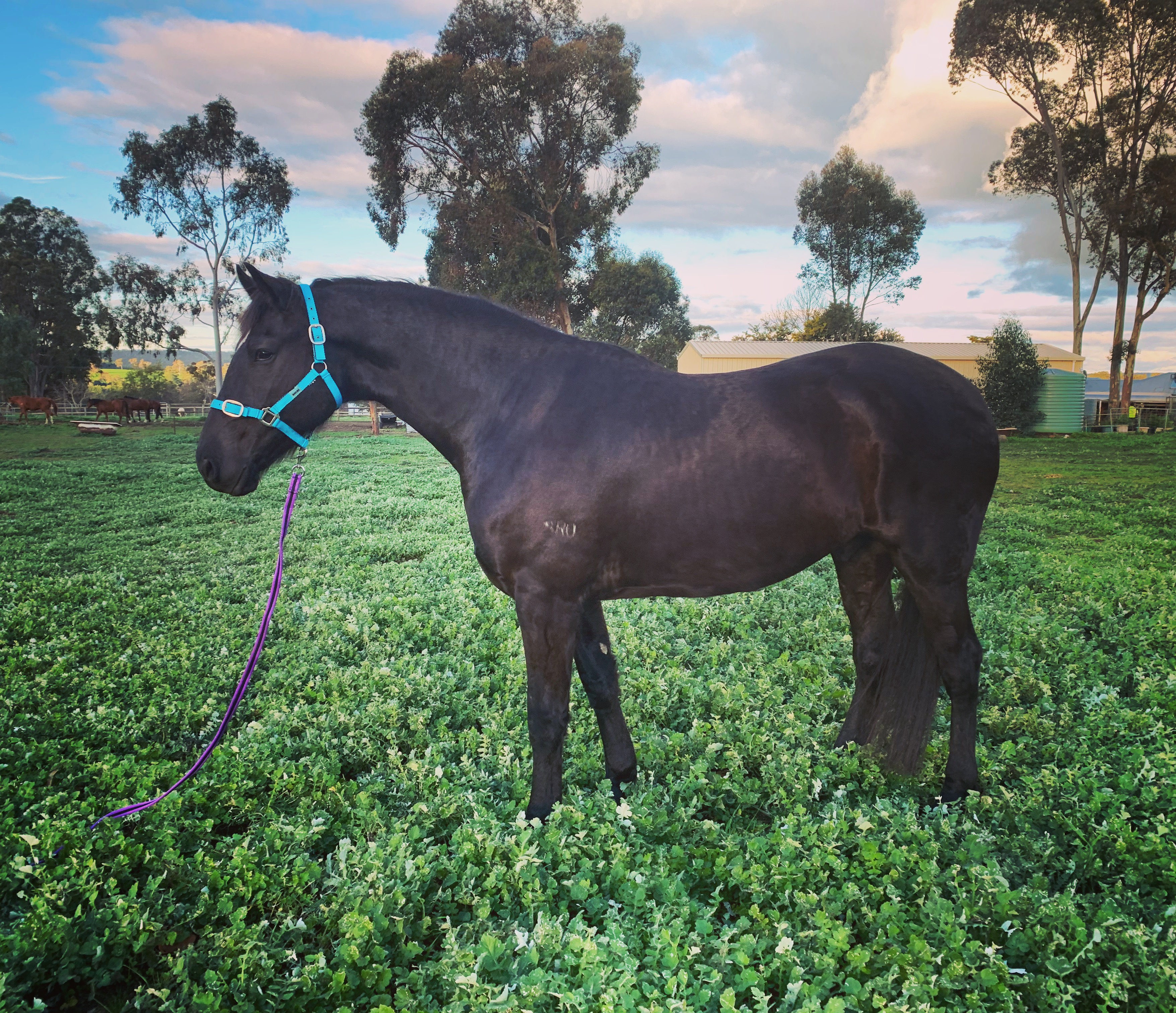 Rising 6yr old Friesian Warmblood  Cavalletti Equine Marketplace