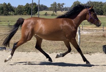 Anglo Arab Rising 4yr old Mare