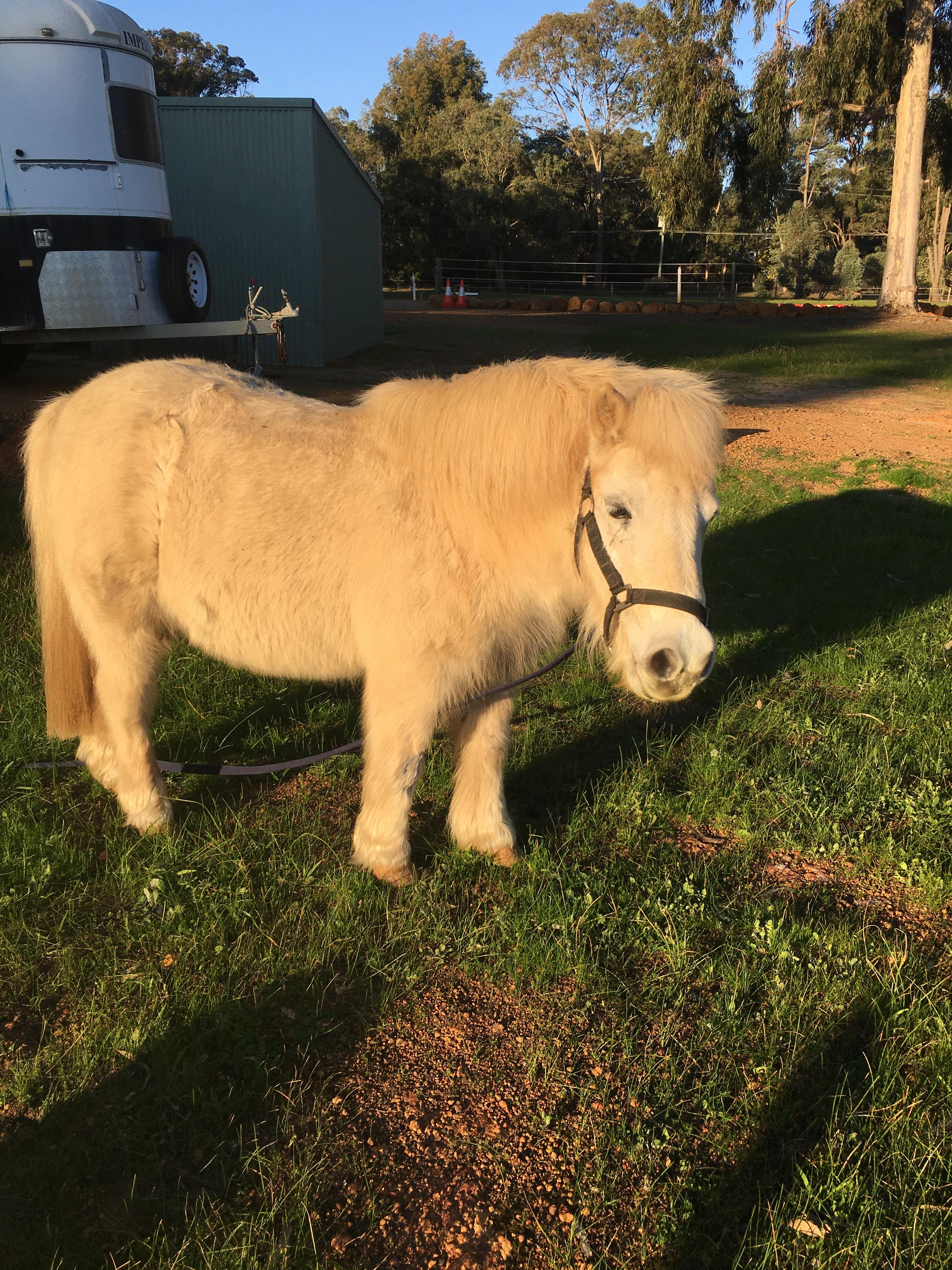 Shetland pony | Cavalletti Equine Marketplace