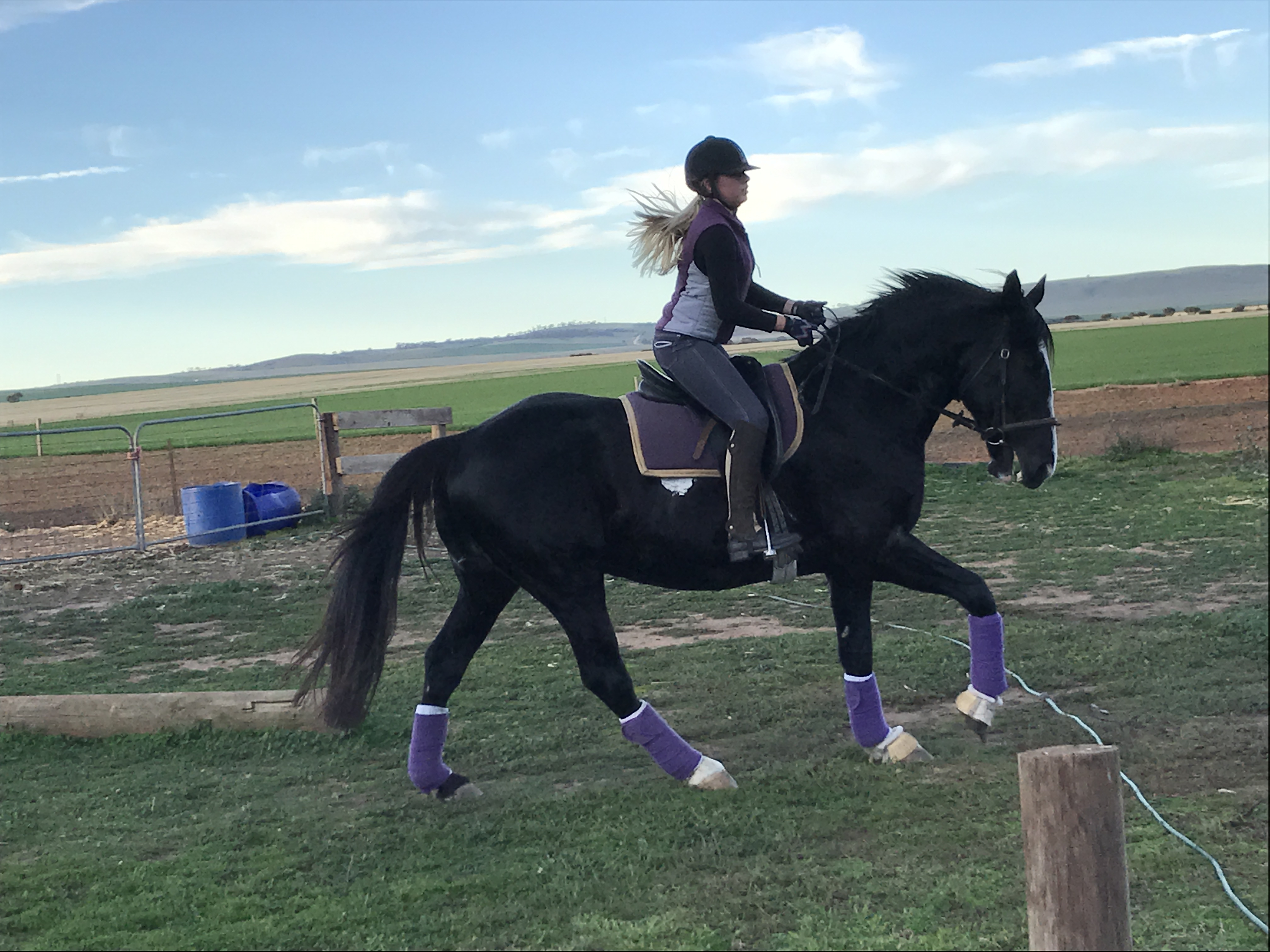 Performance Clydesdale Cross stallion  Cavalletti Equine Marketplace