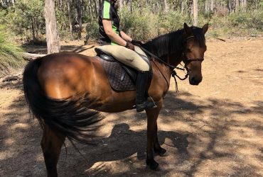 Versatile Stockhorse x All Rounder