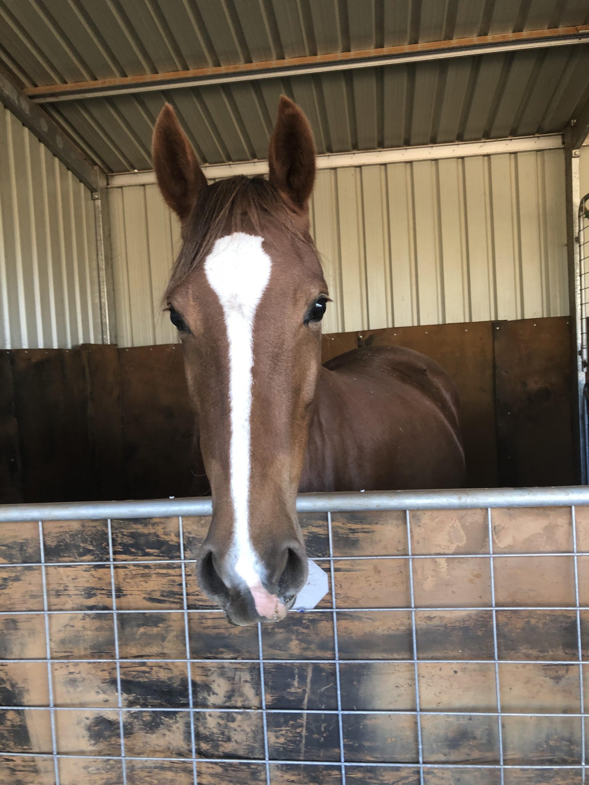 Welsh D x Thoroughbred Dressage/Show Prospect Cavalletti Welsh D x Thoroughbred Dressage/Show Prospect Cavalletti