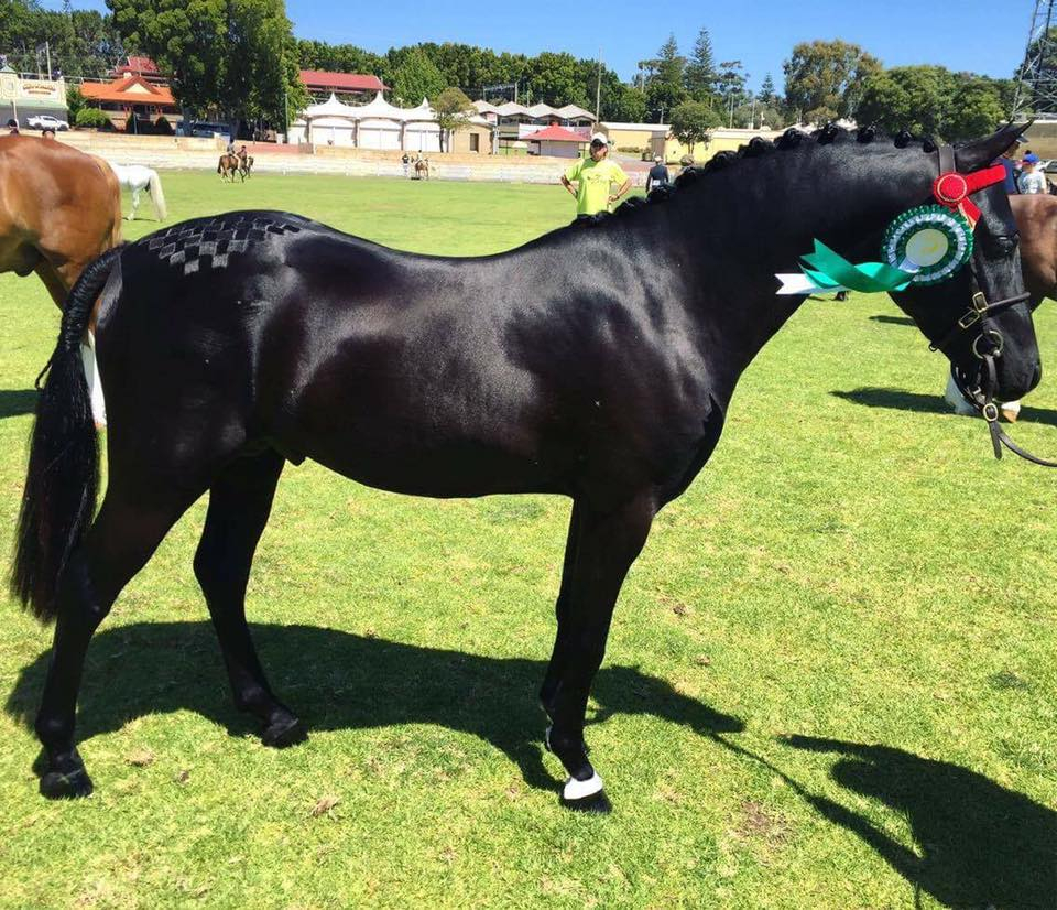 Perfect Allrounder Children’s Pony Cavalletti Equine Marketplace