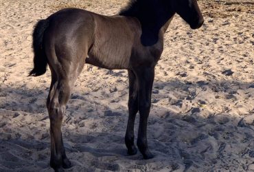 Stunning Highland x Andalusian/TB foal