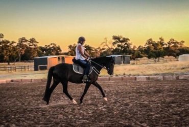 3yo Connemara Sporthorse