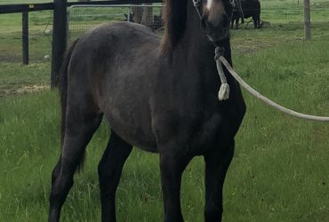 Andalusian cross Gelding