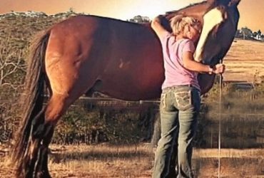Online course – Understanding and building connection with your horse