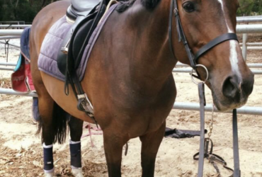 Medium trained dressage schoolmaster