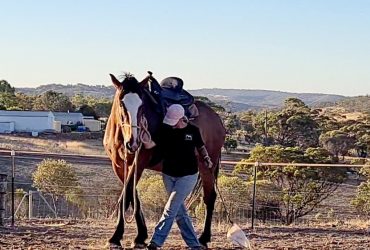 Horsemanship Horse trainer