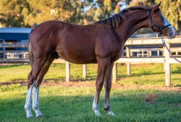WBxTBxClydie weanling colt – temperament and trainability plus