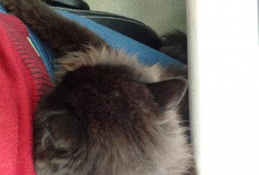 Lola – puss in boots – lucky black cat