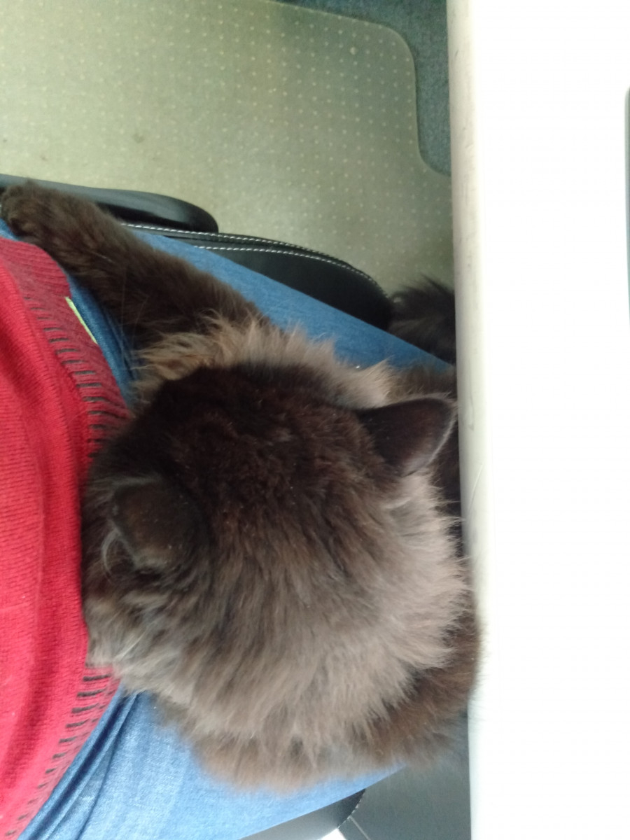 Lola – puss in boots – lucky black cat