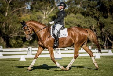 Beautiful Dressage Schoolmaster