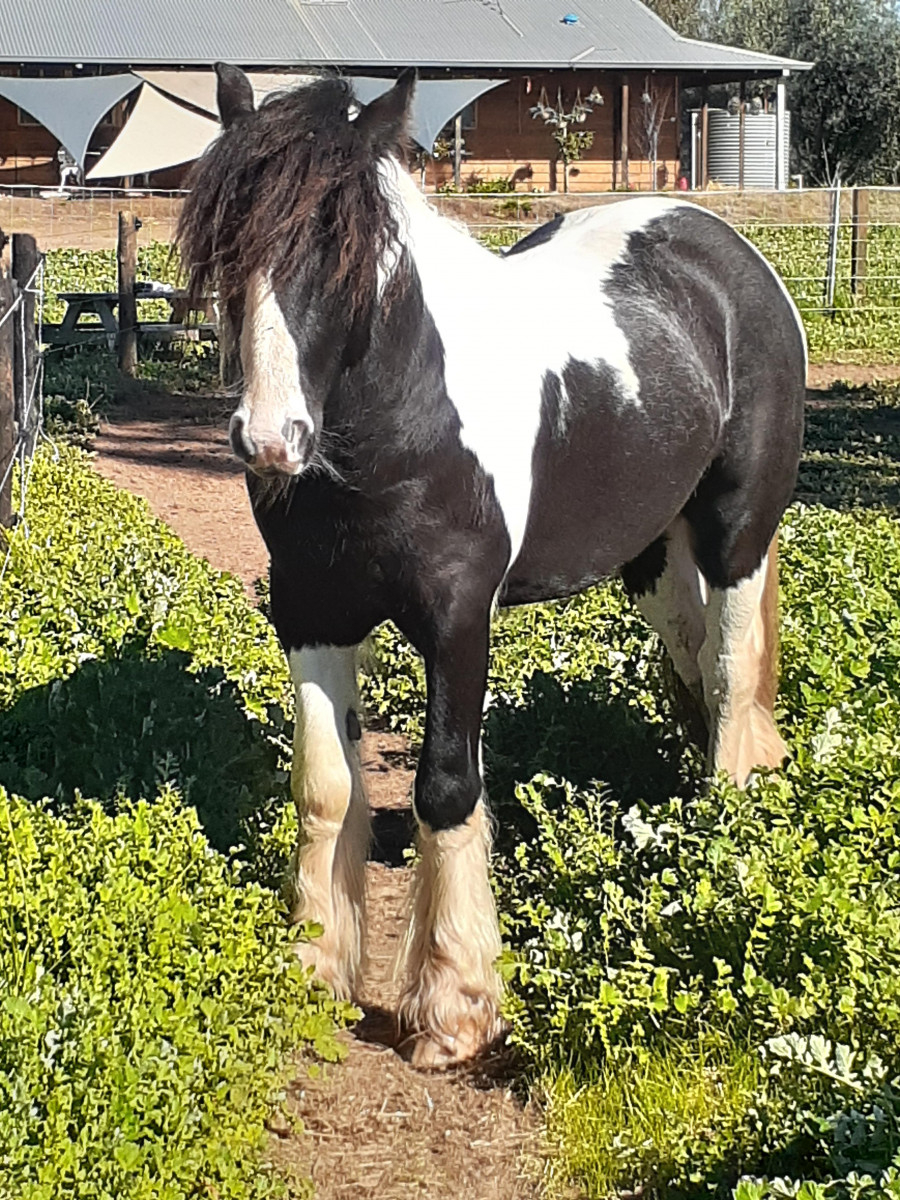 Smith Mr Darcy Purebred Gypsy Cob stallion