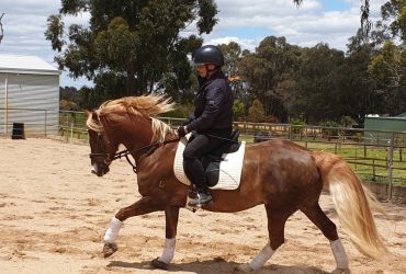 Welsh D Cob