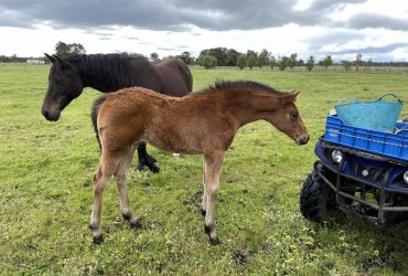 Gorgeous welsh warm blood thoroughbred cross Filly Foal